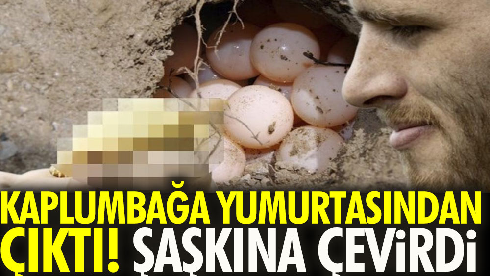 Kaplumbağa yumurtasından çıktı şaşkına çevirdi 1