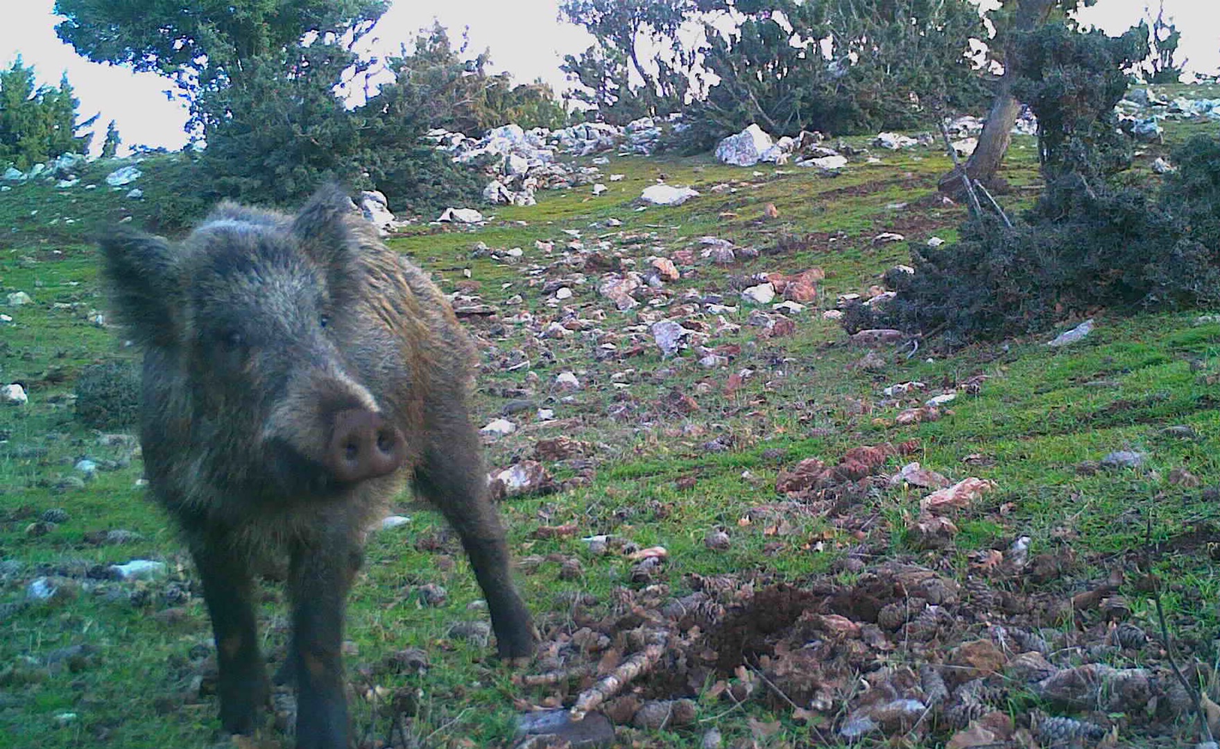 Spil Dağı'ndaki doğal yaşam fotokapanlarla görüntülendi 3