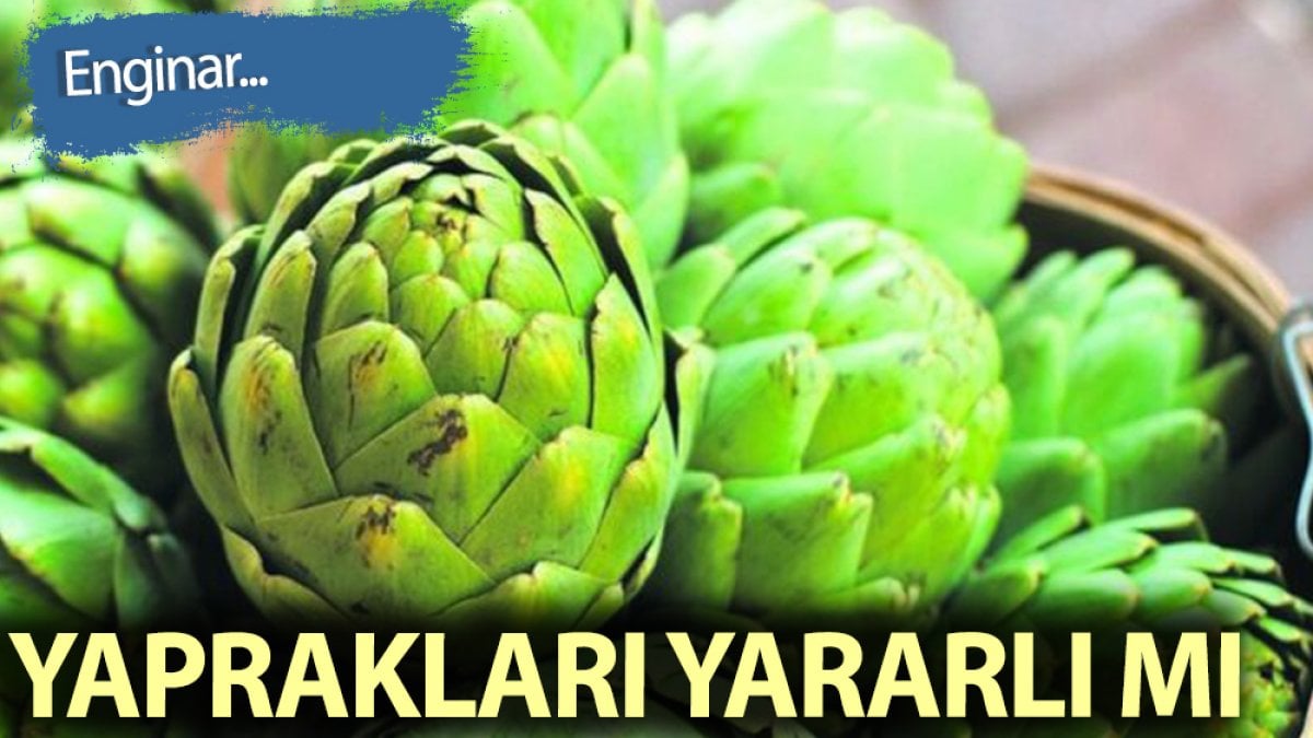 Enginarın yaprakları yararlı mı