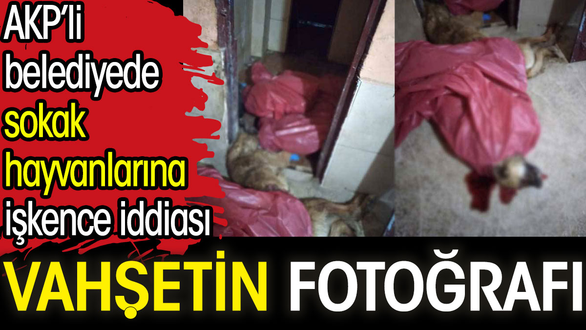AKP’li belediyede sokak hayvanlarına işkence iddiası