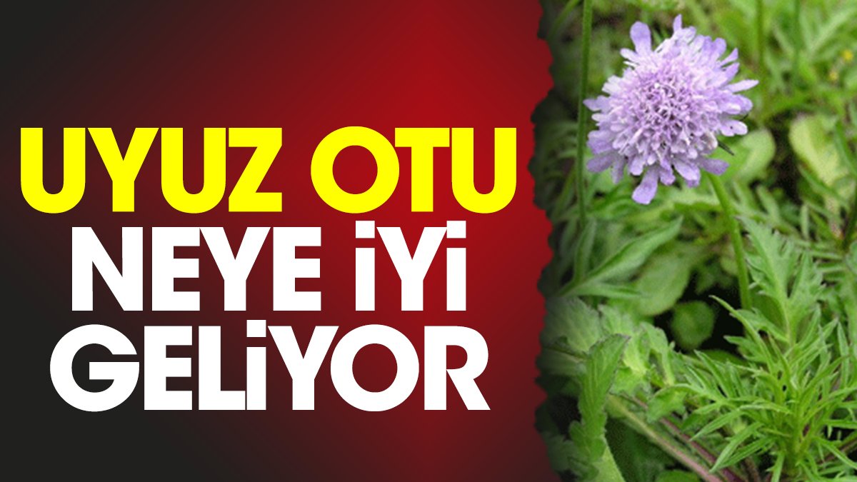 Uyuz otu neye iyi geliyor?