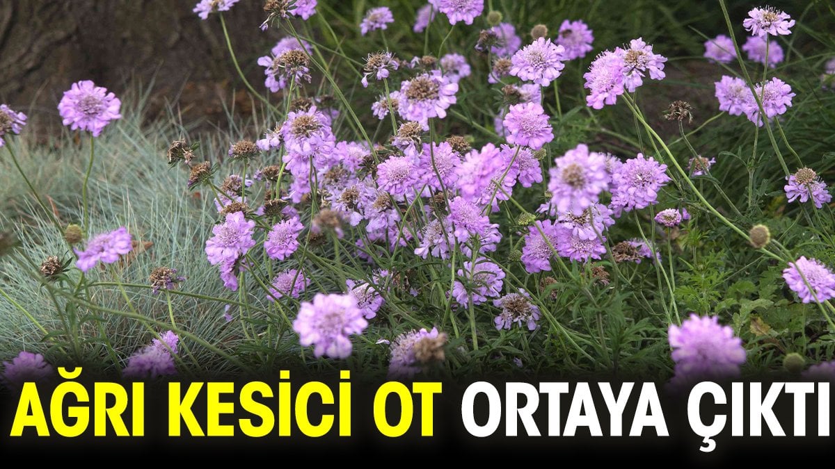 Ağrı kesici ot ortaya çıktı