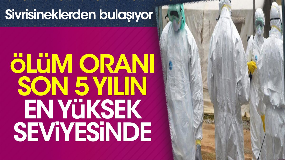 Ölüm oranı son 5 yılın en yüksek seviyesinde. Sivrisineklerden bulaşıyor