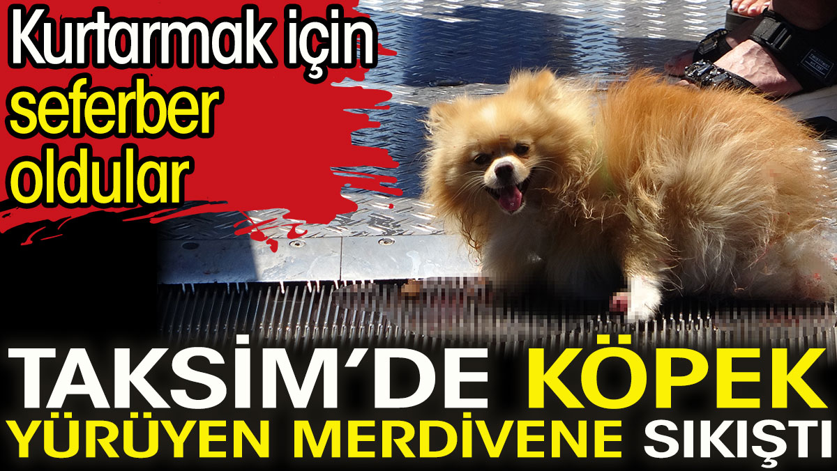 Taksim’de köpek yürüyen merdivene sıkıştı. Kurtarmak için seferber oldular