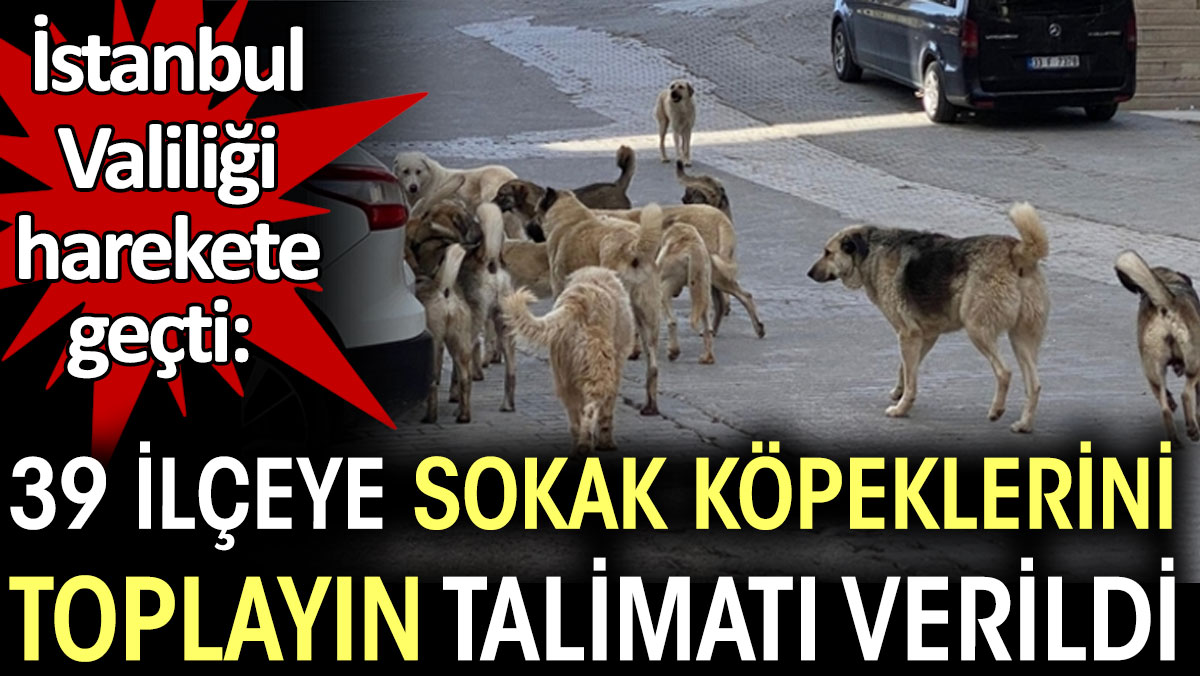 İstanbul Valiliği'nden 39 ilçeye sokak köpeklerini toplayın talimatı verildi