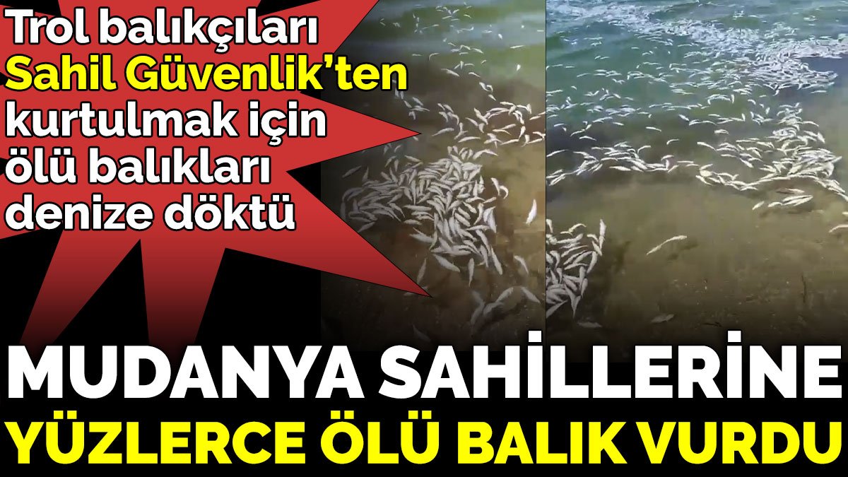 Trol balıkçıları Sahil Güvenlik’ten kurtulmak için ölü balıkları denize döktü Mudanya sahillerine yüzlerce ölü balık vurdu