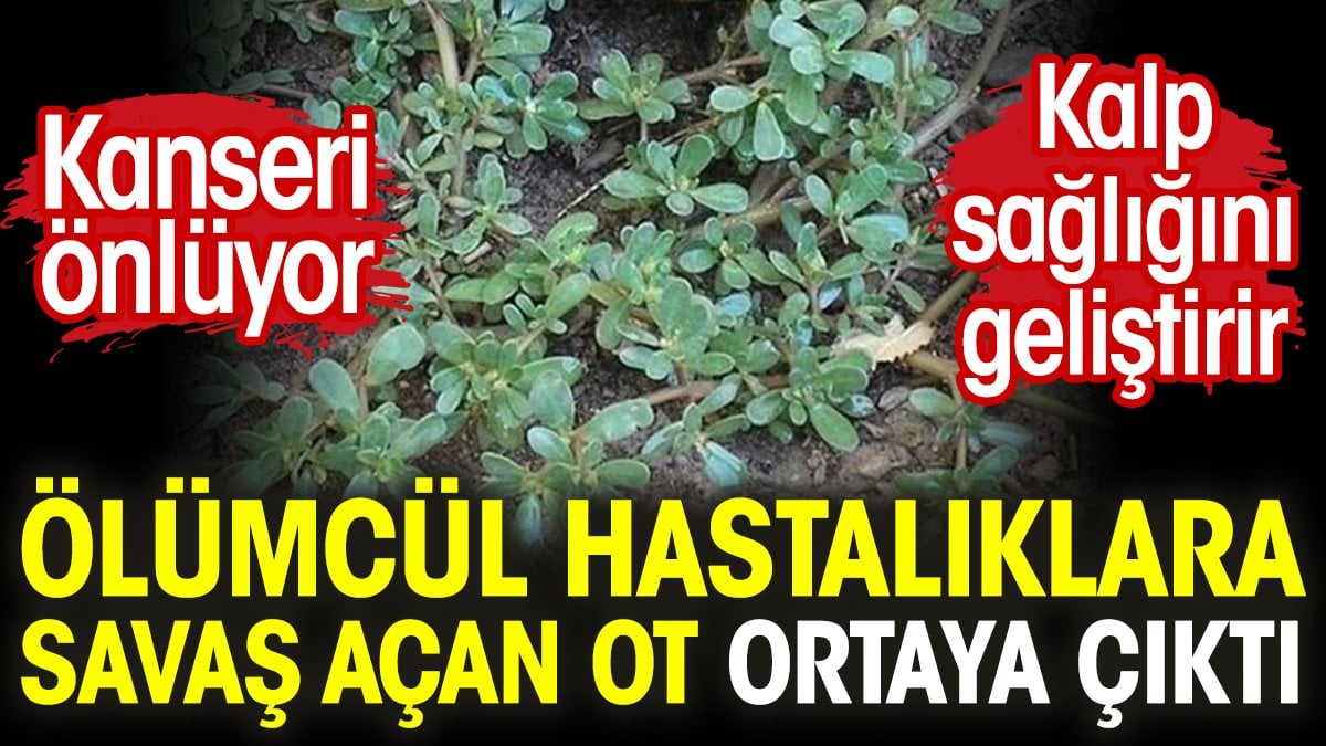 Ölümcül hastalıklara savaş açan ot ortaya çıktı. Kanseri önlüyor. Kalp sağlığını geliştirir