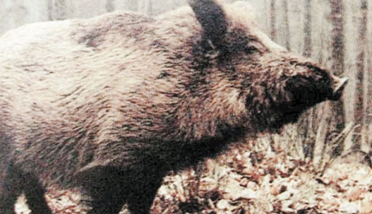 Bodrum’da domuz ve tilki paniği