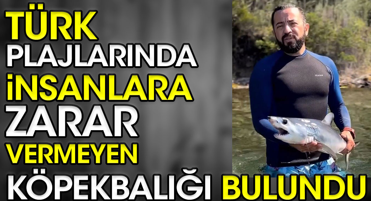 Türk plajlarında insanlara zarar vermeyen köpekbalığı bulundu