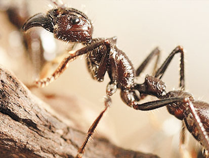 Karıncalar mı daha ağır insanlar mı?