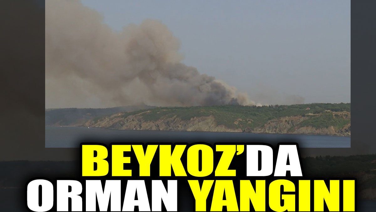 Beykoz'da orman yangını