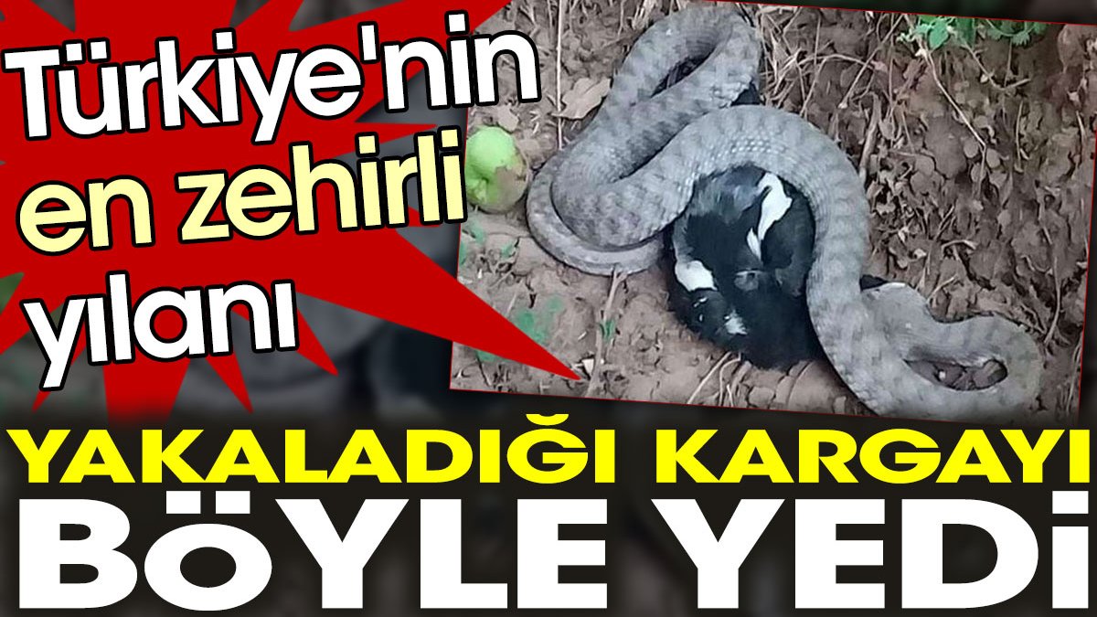 Türkiye'nin en zehirli yılanı yakaladığı kargayı böyle yedi