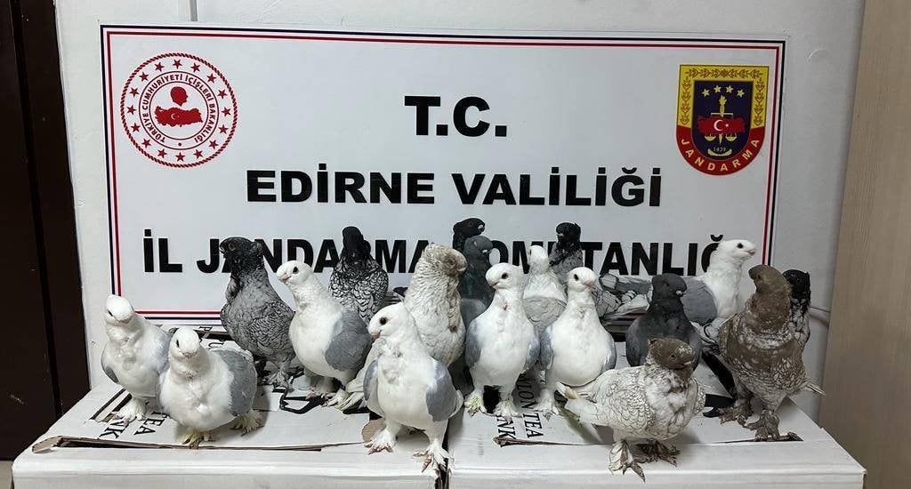 Kaçak hayvan ticaretinin önlenmesi için cins köpekler ve güvercinler yakalandı