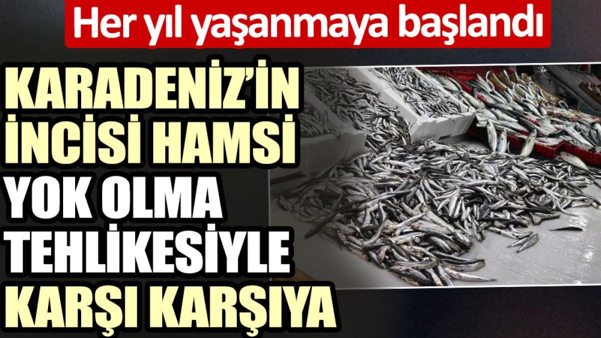 Karadeniz’in incisi hamsi yok olma tehlikesiyle karşı karşıya