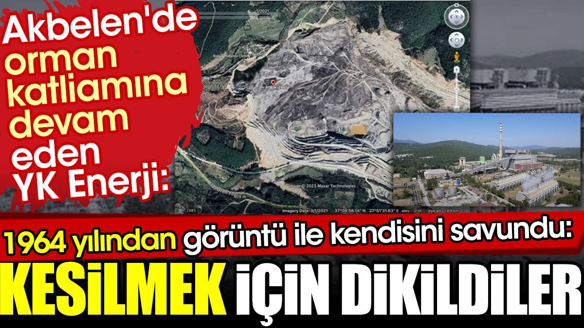 Akbelen'de orman katliamına devam eden YK Enerji kendisini böyle savundu: Kesilmek için dikildiler