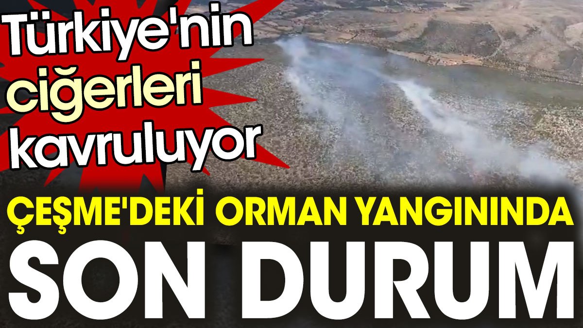 Türkiye'nin ciğerleri kavruluyor. Çeşme'deki ormanlık alanda başlayan yangın kontrol altına alındı