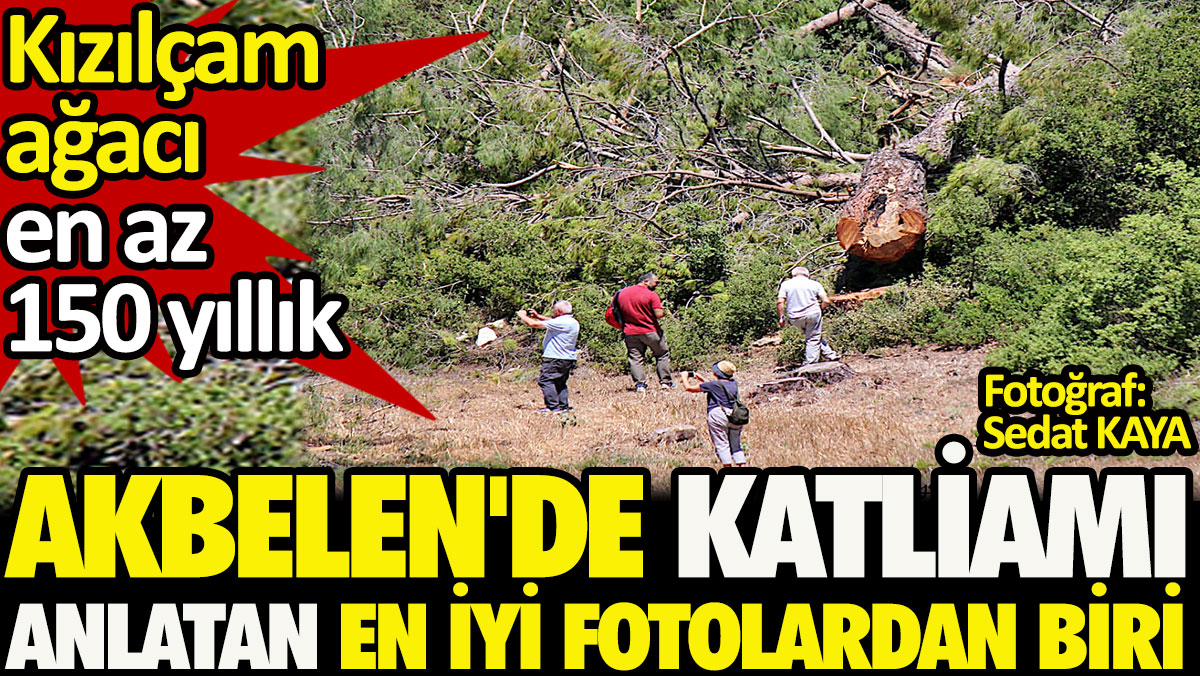 Akbelen'de katliamı anlatan en iyi fotoğraf. Kızılçam ağacı en az 150 yıllık