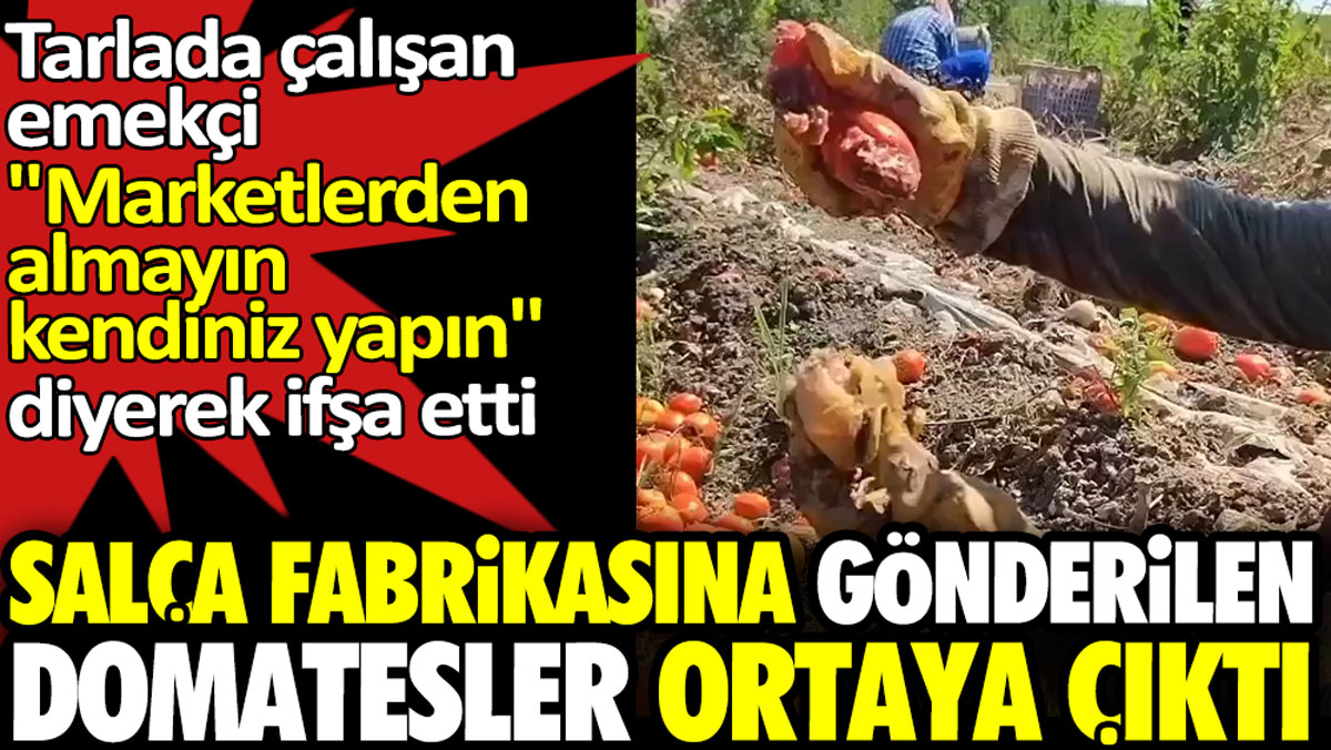 Salça fabrikasına gönderilen domatesler ortaya çıktı. Tarlada çalışan emekçi ifşa etti