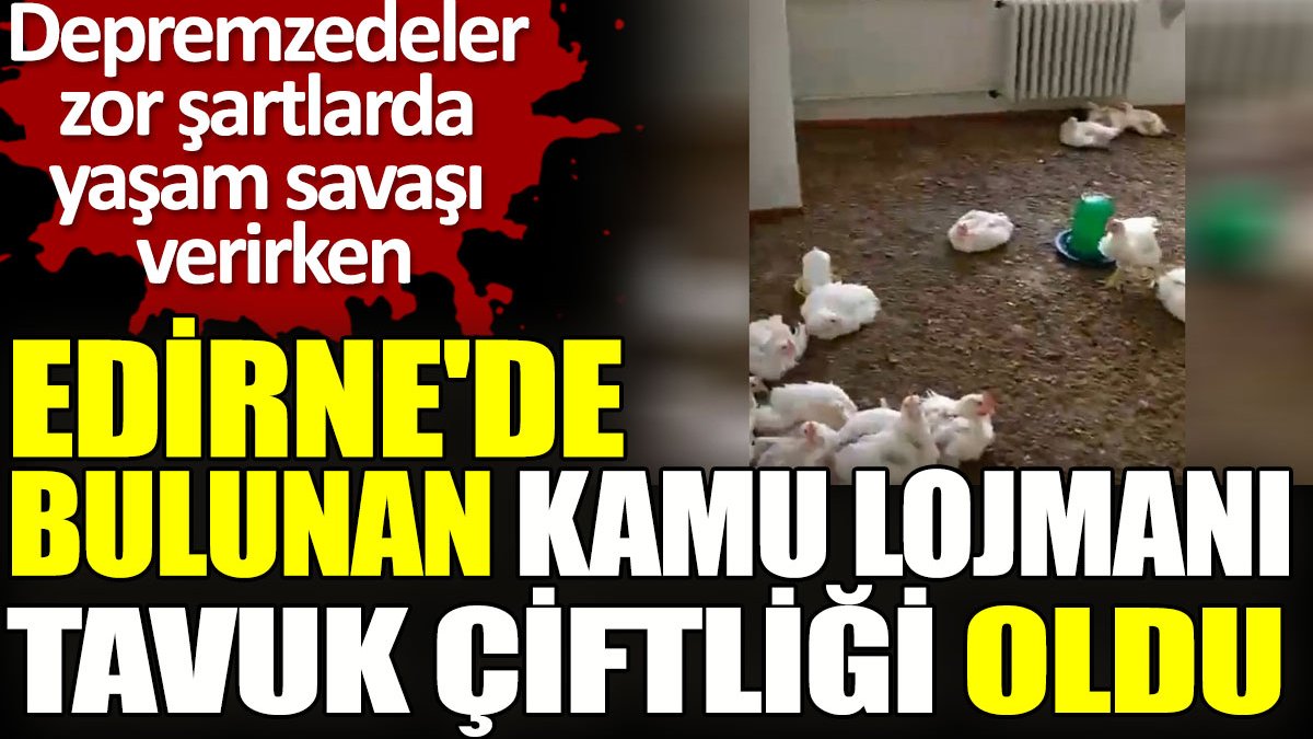 Edirne'de bulunan kamu lojmanı tavuk çiftliği oldu