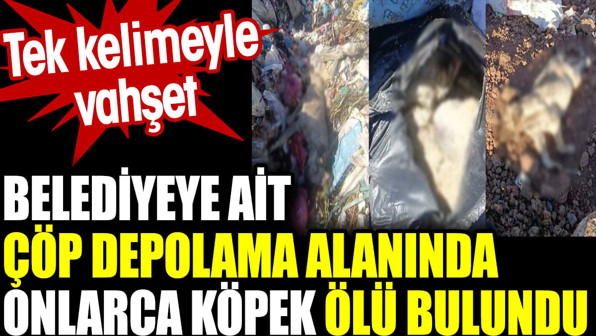 Belediyeye ait  çöp depolama alanında onlarca köpek ölü bulundu