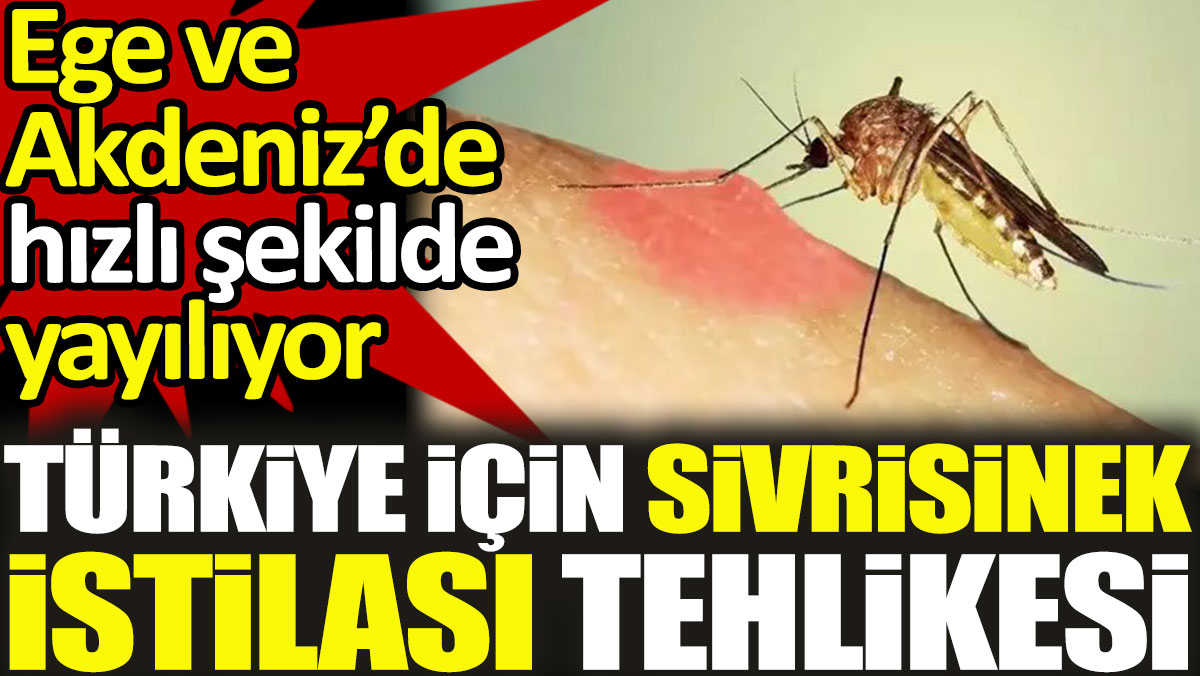 Türkiye için sivrisinek istilası tehlikesi. Ege ve Akdeniz’de hızlı şekilde yayılıyor