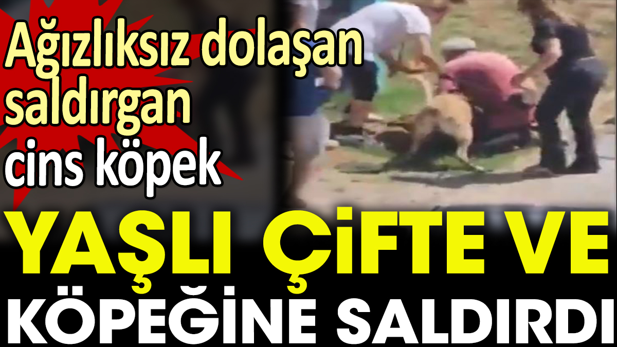 Kadıköy'de sahibinin ağızlık takmadığı büyük cins köpek, yaşlı çifte ve küçük köpeklerine saldırdı.