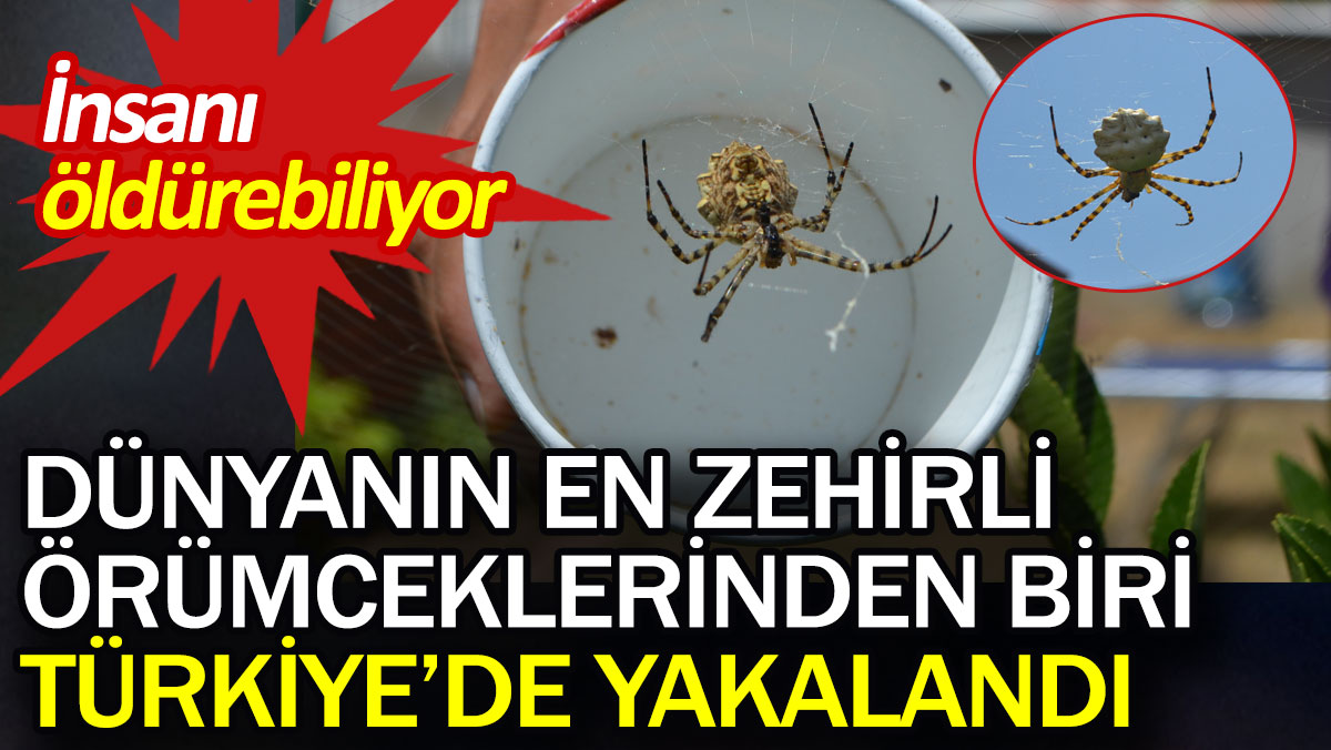 Dünyanın en zehirli örümcek türlerinden 'argiope lobata Ayvalık'ta yakalandı