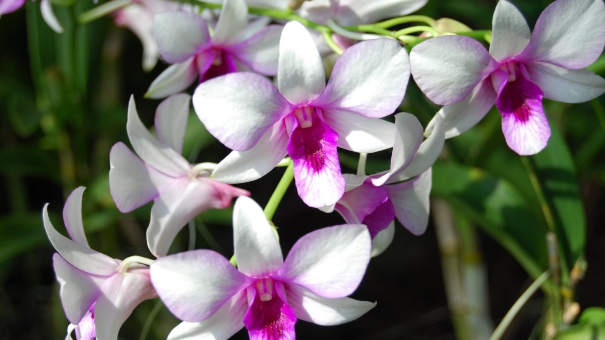 Rüyada orkide görmek neye işaret? Rüyada orkide görmek ne demek?