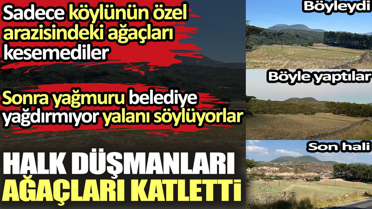 Halk düşmanları ağaçları katletti. Sadece köylünün özel arazisindeki ağaçları kesemediler