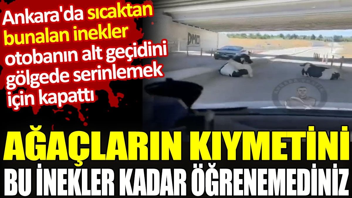 Ağaçların kıymetini bu inekler kadar öğrenemediniz