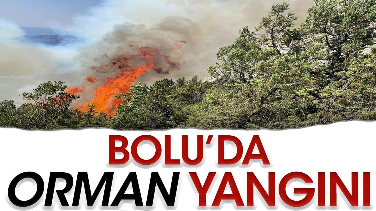 Bolu'da orman yangını