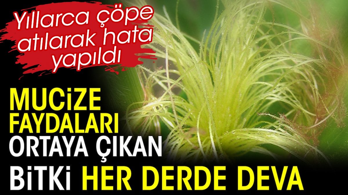 Mucize faydaları ortaya çıkan bitki her derde deva. Yıllarca çöpe atılarak hata yapıldı