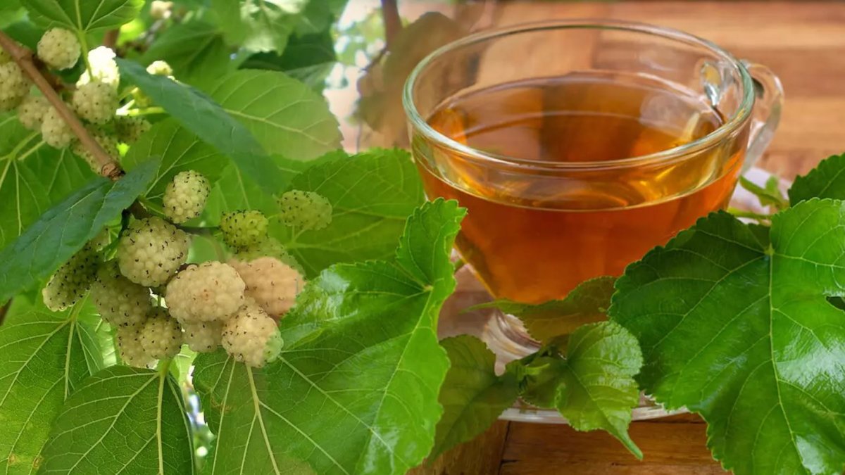 Dut yaprağı çayı nasıl hazırlanır? Dut yaprağı çayının faydaları neler?