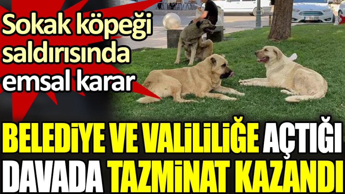 Sokak köpeği saldırısında emsal karar. Belediye ve valiliğe açtığı davada tazminat kazandı