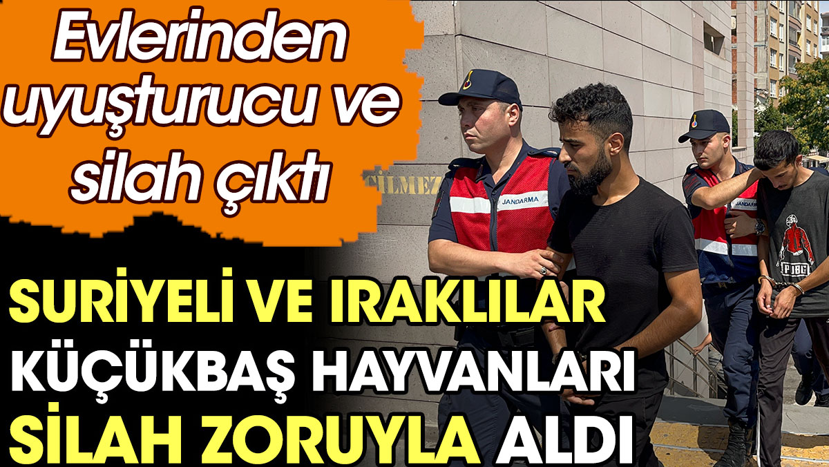 Suriyeliler ve Iraklılar küçükbaş hayvanları silah zoruyla aldı. Evlerinden uyuşturucu ve silah çıktı