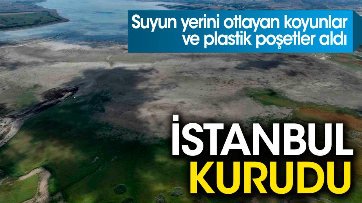 İstanbul kurudu. Suyun yerini otlayan koyunlar ve plastik poşetler aldı
