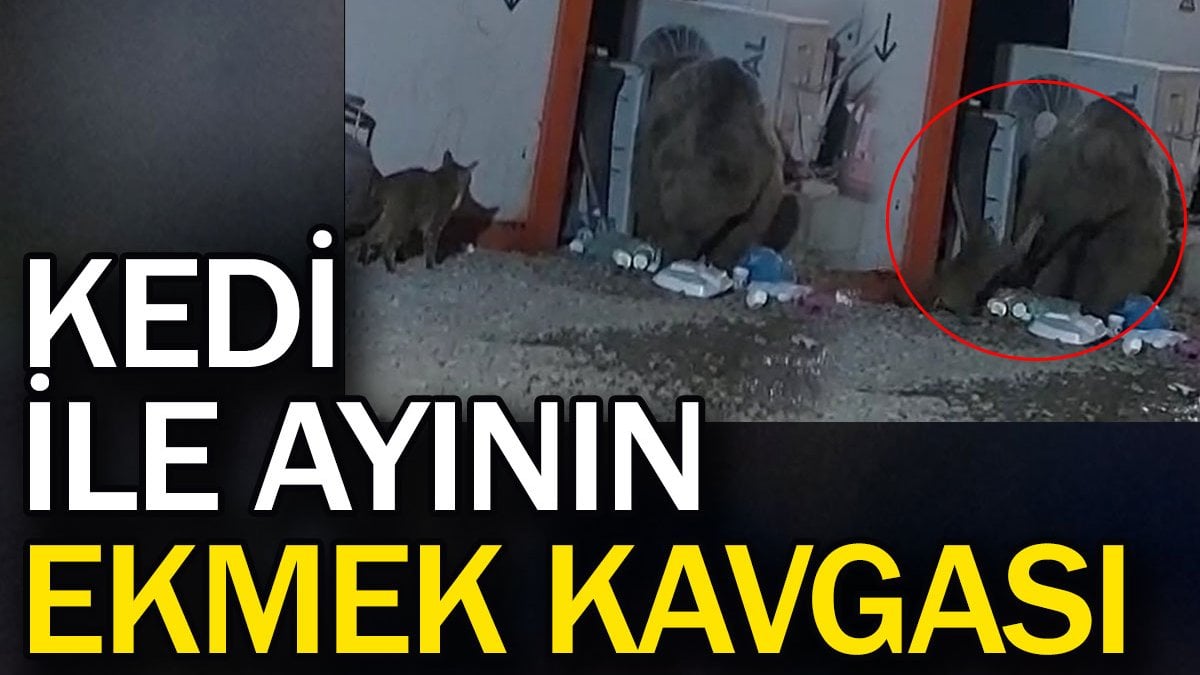 Kedi ile ayının ekmek kavgası kameraya yansıdı