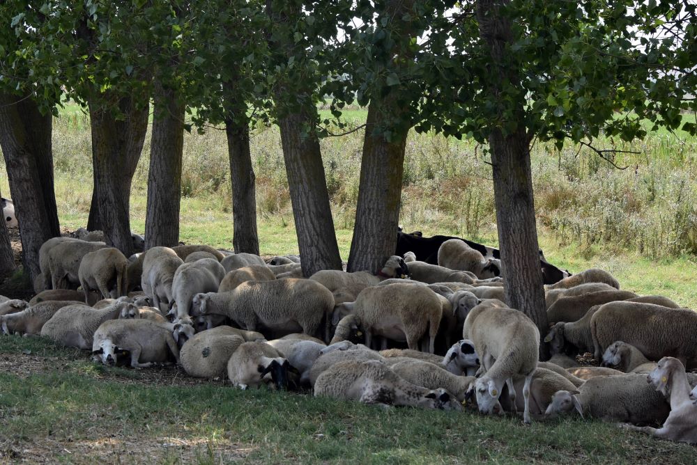 Edirne'de köylere inen kurtlar koyunlara saldırdı