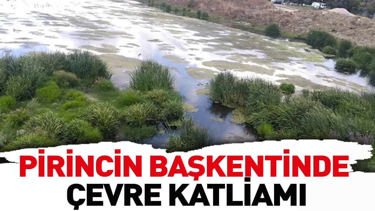 Pirincin başkentinde çevre katliamı