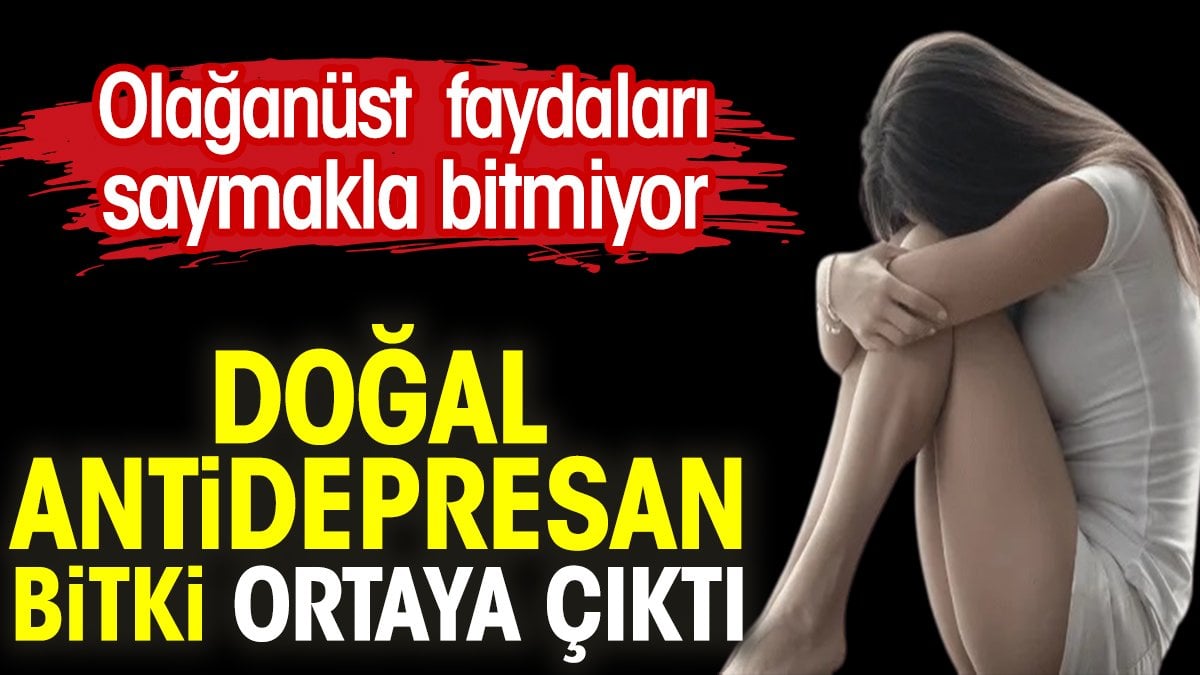 Doğal antidepresan bitki ortaya çıktı. Olağanüstü faydaları saymakla bitmiyor