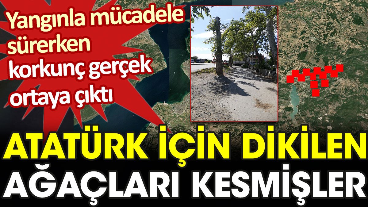 Çanakkale yangınında skandal ortaya çıktı: Atatürk için dikilen ağaçları kesmişler