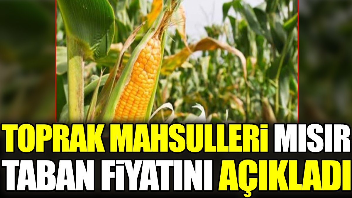 Toprak Mahsulleri mısır taban fiyatını açıkladı