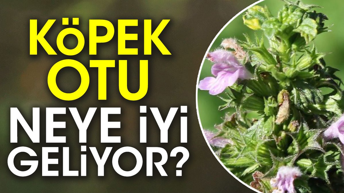 Köpek otu neye iyi geliyor?