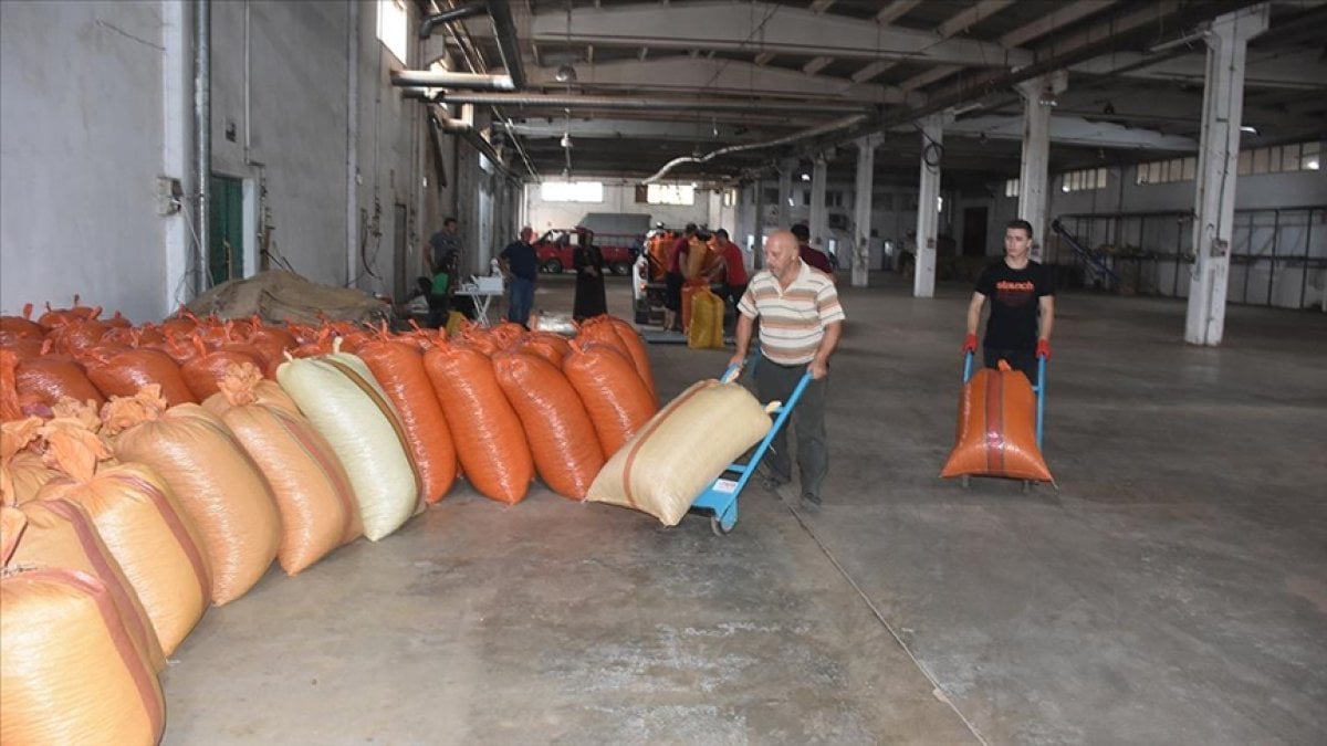 Toprak Mahsulleri Ofisi Giresun'da fındık alımlarına başladı