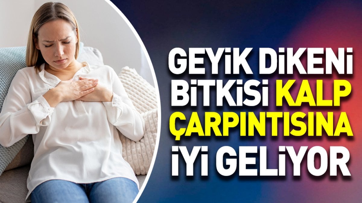 Kalp çarpıntısına iyi gelen ot