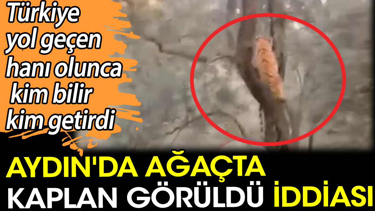 Aydın'da ağaçta kaplan görüldü iddiası. Türkiye yol geçen hanı olunca kim bilir kim getirdi