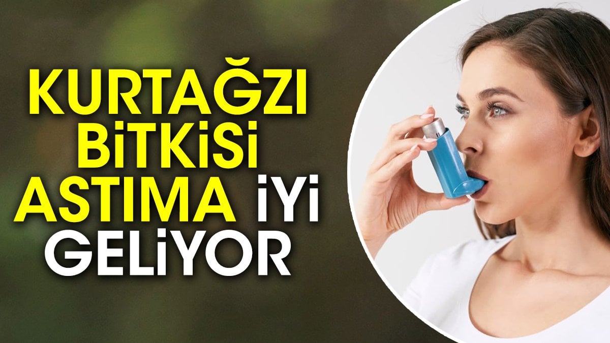 Astıma iyi gelen mucize ot