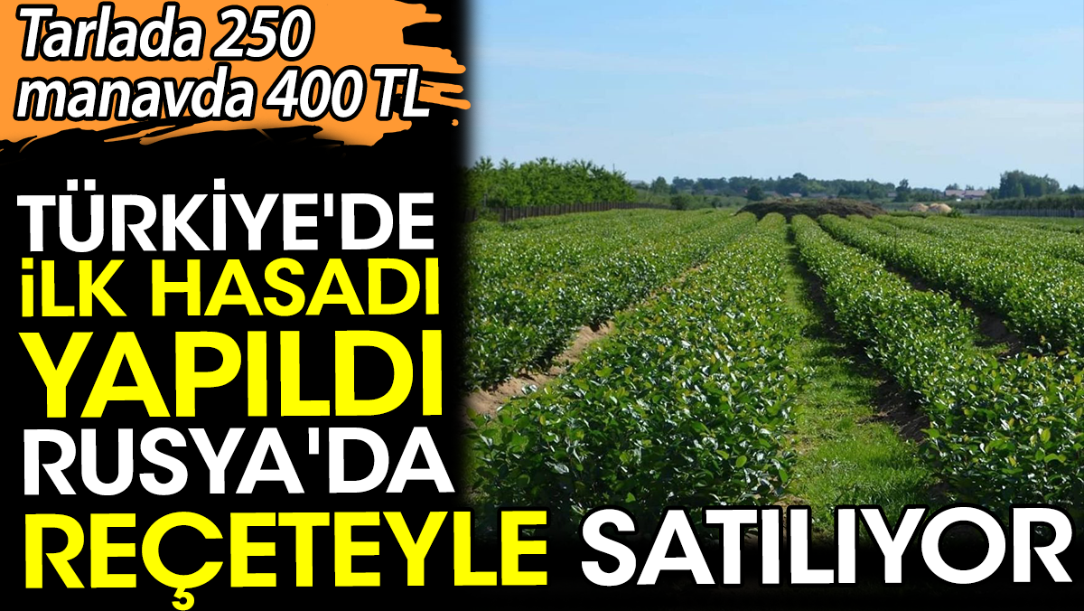 Türkiye'de ilk hasadı yapıldı tarlada 250 manavda 400 TL