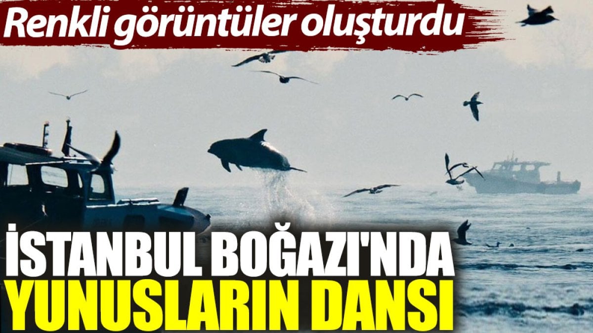 İstanbul Boğazı'nda yunusların dansı: Renkli görüntüler oluşturdu