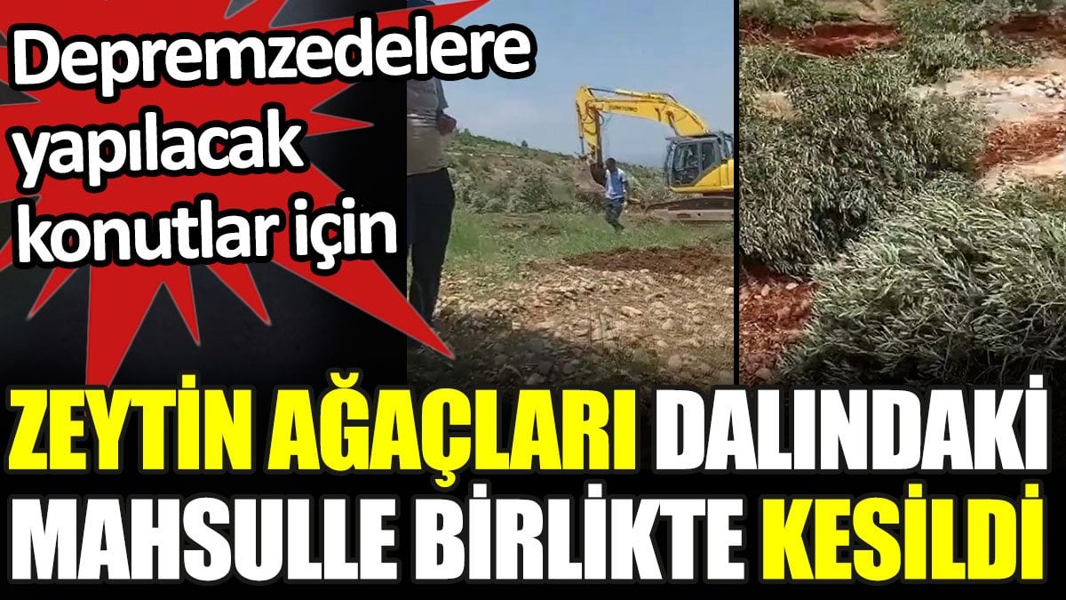 Depremzedelere yapılacak konutlar için zeytin ağaçları dalındaki mahsulle birlikte kesildi